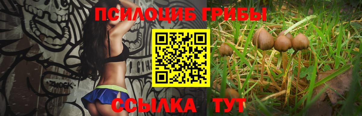 Псилоцибиновые грибы Cubensis Хасавюрт